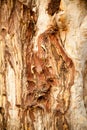 Texture of tree trunk