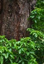 Texture of tree trunk and leaf