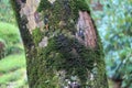 Texture of tree trunk with lichen moss and background green tree.