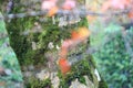 Texture of tree trunk with lichen moss and background green tree.