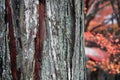 Texture of tree trunk with lichen moss and background out focus autumn leaves on the tree.