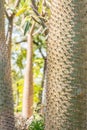 Texture of tree trunk, name; pachypodium lamerei. Royalty Free Stock Photo