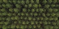 Green Pine Tree tops dark green color - Aerial Overhead drone View.