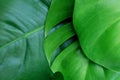 Texture Tropical Green Leaf Monstera With Copy Space Royalty Free Stock Photo