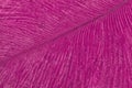 Texture of tropical bird purple feather, background macro. Structure of fluffy plumage. Abstract natural lilac backdrop