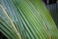 Texture Tropical Green Leaf Monstera Close-up Royalty Free Stock Photo