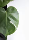 Texture Tropical Green Leaf Monstera With Copy Space Royalty Free Stock Photo