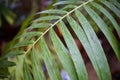 Texture Tropical Green Leaf Monstera After Rain Close-up Royalty Free Stock Photo