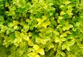 Texture of tropical leaves. Colorful leaves, horizontal photo, background