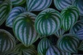 Tropical \'Peperomia Argyreia\' or \'watermelon Peperomia\' plant with round silvery green leaves background