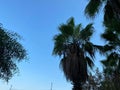 Texture of tropical southern large green leaves, branches of deserted palm trees against the blue sky. Tropical spa background Royalty Free Stock Photo