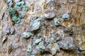 Texture tropical tree with turquoise green white patches on bark in Coba Mexico Royalty Free Stock Photo