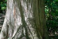 Texture trunk of Bald Cypress Taxodium Distichum swamp, white-cypress, gulf or tidewater red cypress. Royalty Free Stock Photo