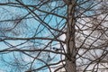 The texture of the trunk and branches without needles of larch conifer on the background of a beautiful turquoise sky