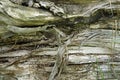 The texture of the trunk of a huge tree crumbling in the open air in the forest.