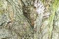 Texture.the trunk of a large tree close-up Royalty Free Stock Photo