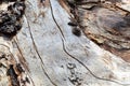 The texture of the trunk of an old dry wooden tree with cracks and brown bark. The background Royalty Free Stock Photo