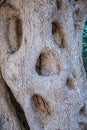 Texture trunk of an old olive tree Natural design element. Texture of a trunk an old olive tree. Macro of a bark Royalty Free Stock Photo