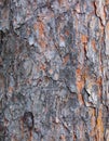 Texture of a trunk of a pine