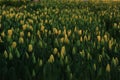 Texture tulips blooming
