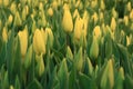 Texture tulips blooming