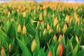 Texture tulips