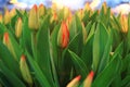 Texture tulips blooming