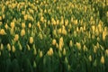 Texture tulips