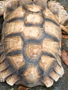 Texture of Turtle carapace. , pattern on tortoise shell backgrou Royalty Free Stock Photo