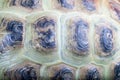 Texture of Turtle carapace. Royalty Free Stock Photo