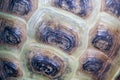 Texture of Turtle carapace. Royalty Free Stock Photo