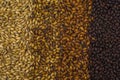 Texture with 4 types of barley malt for beer, pale ale mal a black. Gradient color
