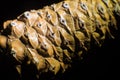 Texture of an Unripe Lodgepole Pine Cone Royalty Free Stock Photo