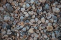 Texture of various shells. Small shells, background Royalty Free Stock Photo
