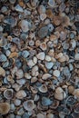 Texture of various shells. Small shells, background Royalty Free Stock Photo