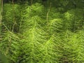 Texture of the vegetative, forest grass of the forest