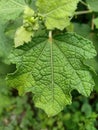 Texture and veins leaf Royalty Free Stock Photo