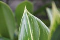 aglonema plant leaf texture and veins