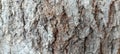 the texture of a very abstract tree trunk