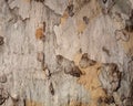 Texture of Very Old and Very Big London Plane Tree Royalty Free Stock Photo