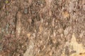 Texture of Very Old and Very Big London Plane Tree Royalty Free Stock Photo