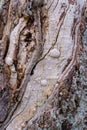 Texture of very old tree trunk, wood and bark of the tree in an abstract way Royalty Free Stock Photo