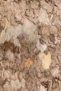 Texture of Very Old and Very Big London Plane Tree Royalty Free Stock Photo