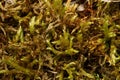 The texture and vibrant colors of forest moss Bryophyte Royalty Free Stock Photo