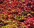 Texture of vibrant red and green grape leaves in the garden Royalty Free Stock Photo