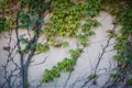 Texture of a vine on a light stone wall. Royalty Free Stock Photo