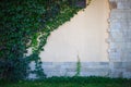 Texture of a vine on a light stone wall. Royalty Free Stock Photo