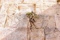 Texture of Wailing Wall known as Western Wall in Jerusalem, Istael Royalty Free Stock Photo