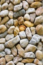 Texture of a wall made of sea stones with a shell in the middle Royalty Free Stock Photo
