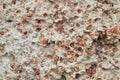 Texture of the wall made of white and pink shell rock or coquina, stone background Royalty Free Stock Photo